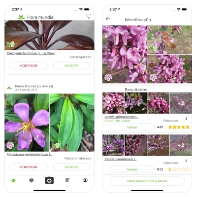 Aplicativos gratuitos para identificar plantas